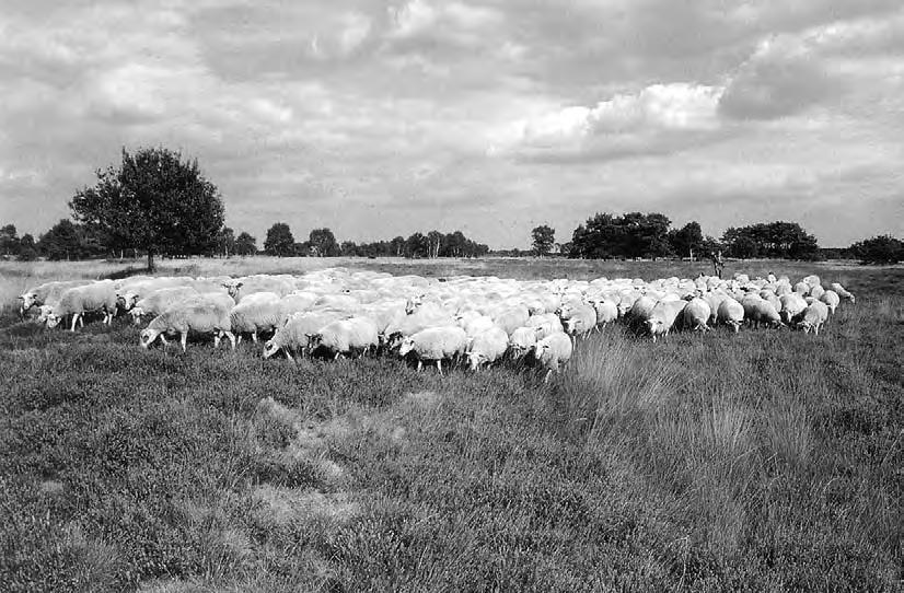 bron 14 Grazende schapen in het land van Peel en Maas bron: Staatsbosbeheer, het land van Peel en Maas, Roermond, 1996 Op de kaart van bron 13 staat vermeld dat de Strabrechtse Heide een