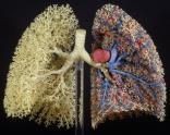 Hoe verdeelt de lucht zich in de longen?