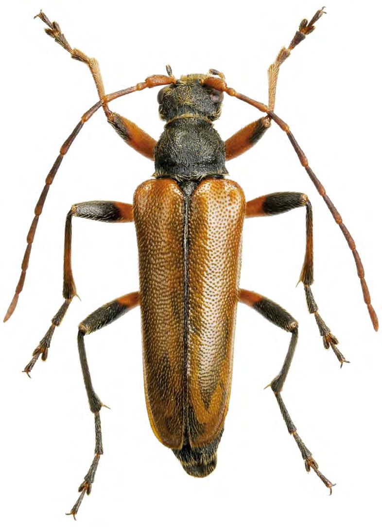entomologische berichten 103 7. Cortodera humeralis (Coleoptera: Cerambycidae). Foto Theodoor Heijerman. Referenties Chvála M 1997.