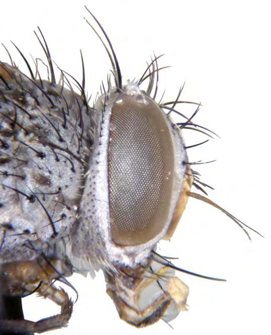 104 entomologische berichten 8. Metacemyia aartseni (Diptera: Tachinidae). Foto Theo Zeegers. 1986 Achterberg C van & Aartsen B van 1986.