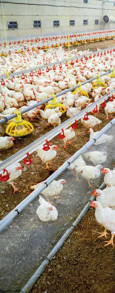 Duurzaamheidslabels voor voerconcepten en producten In 2015 introduceerde Agrifirm Feed als eerste diervoederbedrijf duurzaamheidslabels bij concepten en producten.