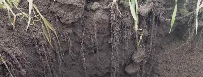 Een goed voorbeeld is de samenwerking tussen schimmels in de bodem zoals mycorrhiza en gewassen. De schimmel vormt draden die zich hechten aan de plantwortels.