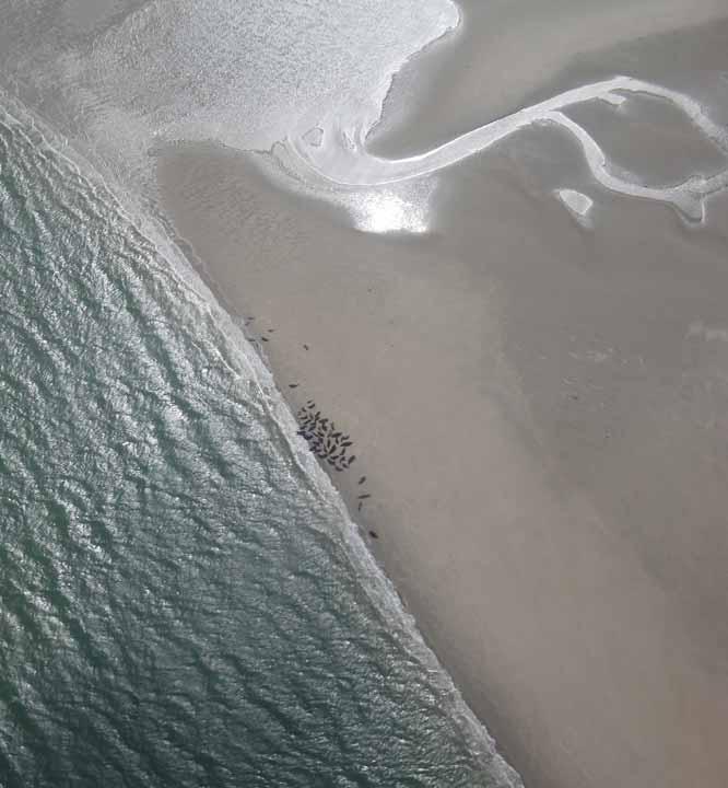 Zeehonden op zandplaten in de