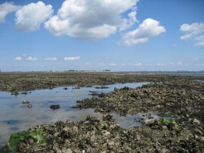 periode toe (toename bestand oesters) => afname PP waarschijnlijk