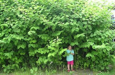 Als het gaat om invasieve exoten (planten die van oorsprong niet in Nederland voorkomen en wel schadelijk zijn) dwingt Europese wetgeving (de Europese exotenverordening) ons tot bestrijding er van in