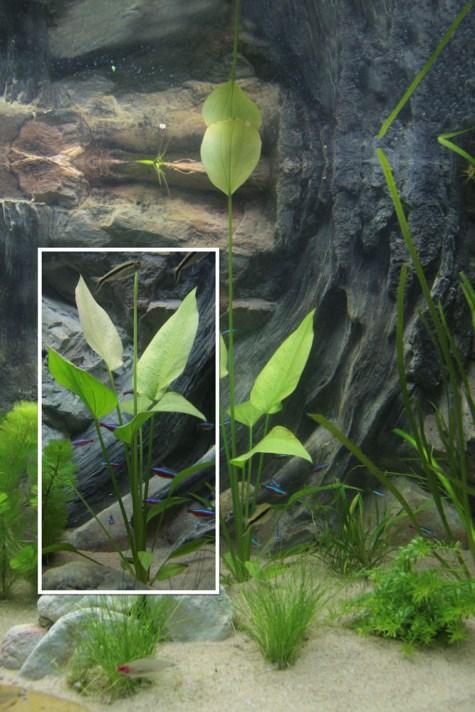 Naam Omschrijving S7 VitaMix Brengt vitaliteit in het aquarium Basisbemesting: 1 x per 7 dagen E15 FerActiv Wit ijzer voor prachtig groene bladeren Basisbemesting: 1 x per 15 dagen V30 Complete De