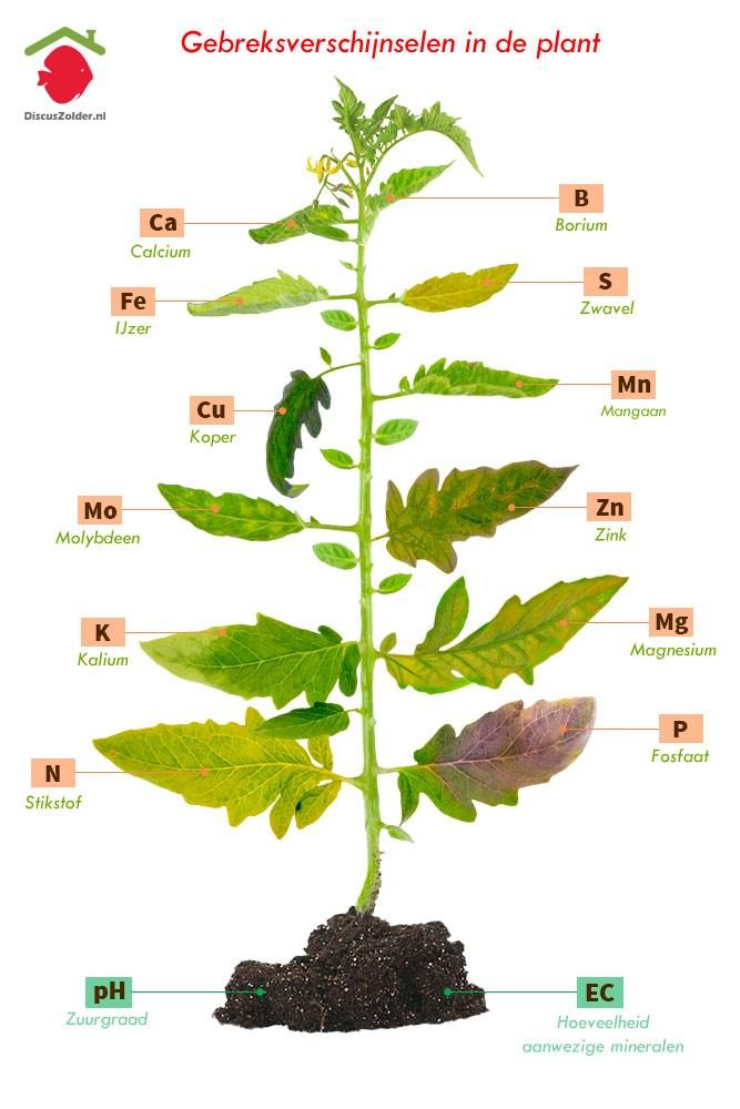 Je kunt ook de plantenvoeding aanpassen of er voor kiezen de plant te voorzien van specifieke mineralen.