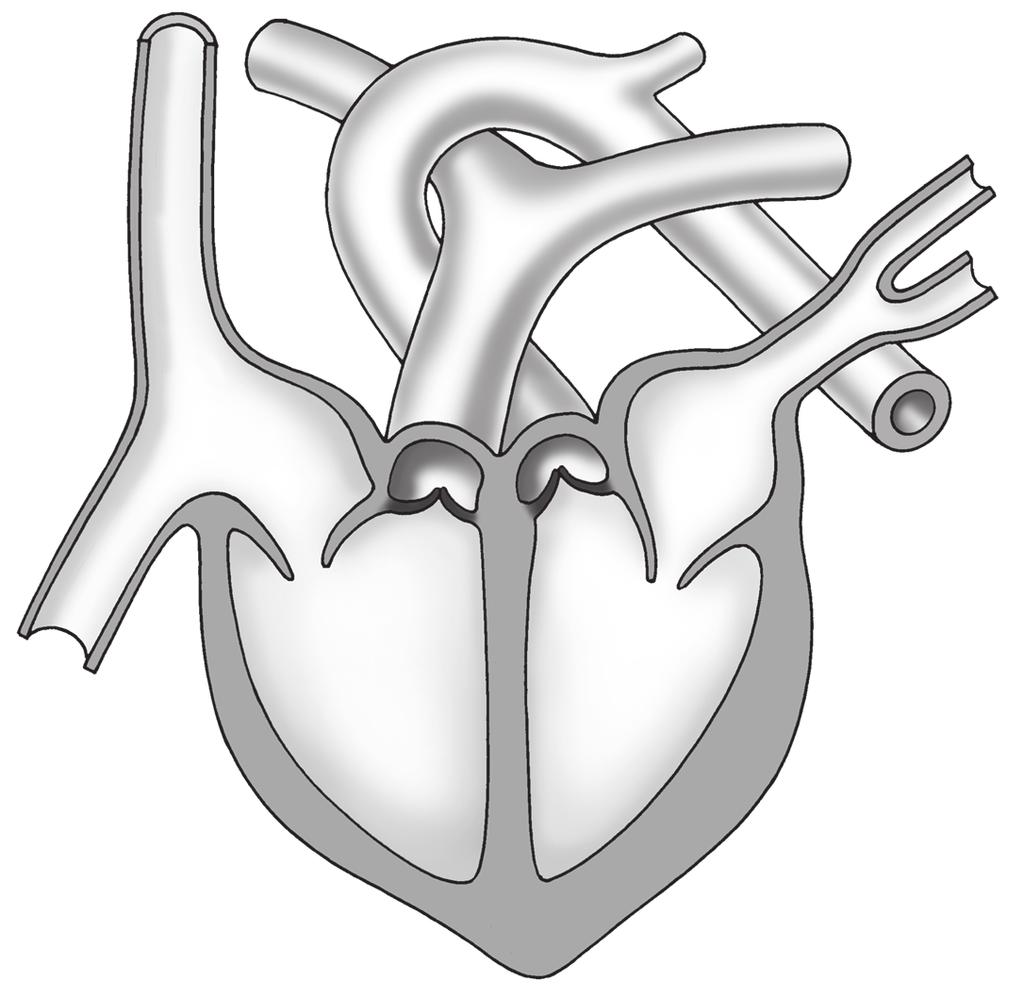 3BASISSTOF Het opdracht 9 hart In afbeelding 10 zie je een schematische tekening van een lengtedoorsnede van het hart. Noteer de namen van de aangegeven delen. Afb.