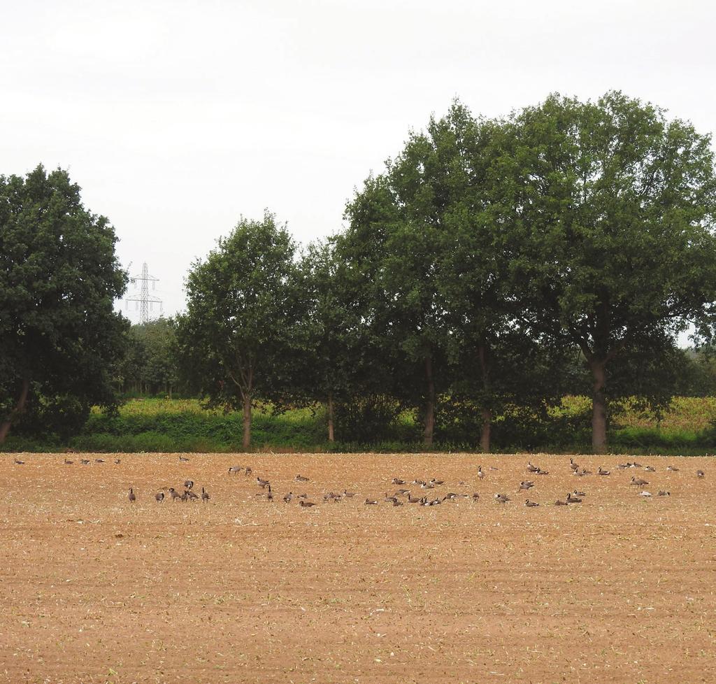 Vogelonderzoek Nederland E info@sovon.