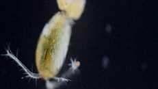 verzamelterm voor garnaalachtige ongewervelden, maken deel uit van het plankton.
