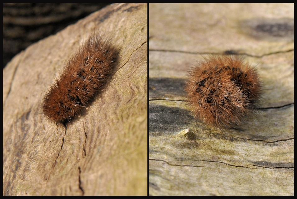 De Wiershoeck- Kinderwerktuin, dinsdag 17 en woensdag 18 maart 2015 Beste natuurliefhebber/- ster, Ondanks het aangename weer van afgelopen dinsdag, de eerste grutto s en tureluurs, de eerste zang