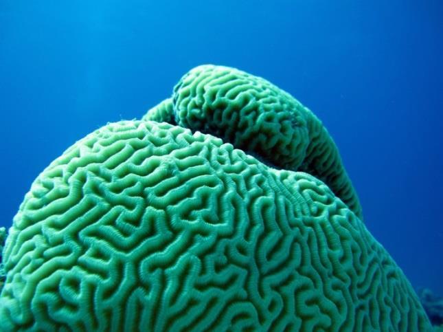 Hersenkoraal (Brain Coral)