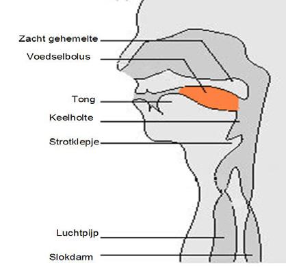 Het normale slikproces Het normale slikproces bestaat uit vier fasen. In elk van deze fasen kan er iets mislopen, waardoor het slikken bemoeilijkt wordt. A.