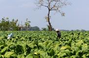 Dag 2: Chaiyaphum Phetchabun Via een schitterende route gaan we vandaag naar