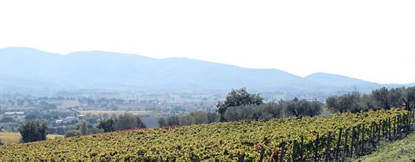 De wijnbouw is milieuvriendelijk. De rijen tussen de wijnstokken hebben om en om begroeiing, gras en mosterdzaad.