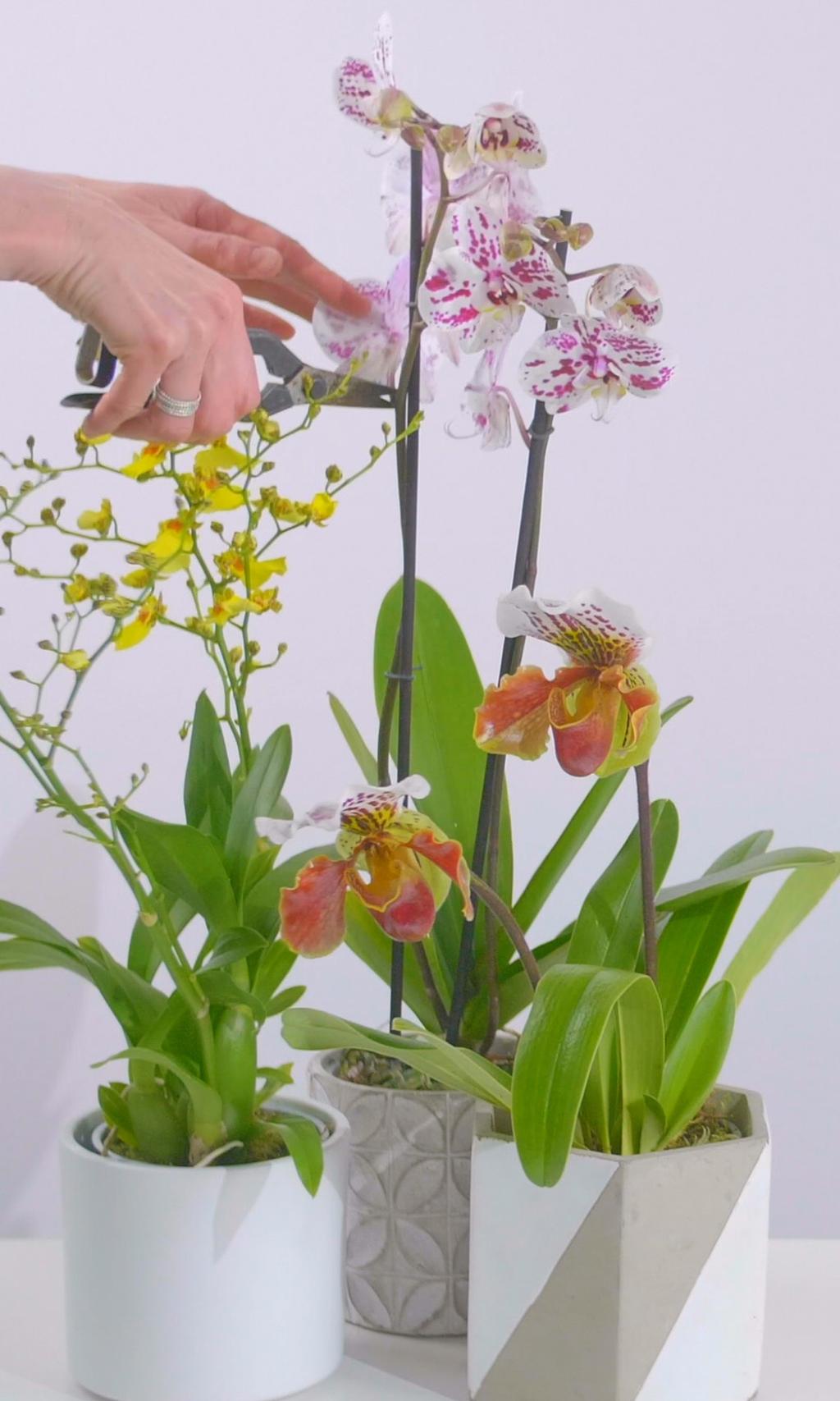 KNIP UITGEBLOEIDE BLOEMEN AF Als de bloemen van de orchidee uitgebloeid zijn, verdrogen ze en vallen ze uiteindelijk eraf.
