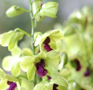 Van oorsprong komt deze orchidee uit de bossen van het Himalayagebergte op een hoogte van 1.200 tot 2.800 meter.
