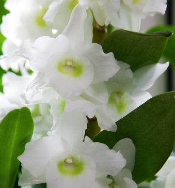 DENDROBIUM NOBILÉ De Dendrobium Nobilé heeft een hele andere bloeiwijze dan andere type orchideeën.