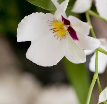 CATTLEYA De Cattleya heeft van alle orchideeën de meest gevarieerde verschijningsvorm. Er zijn grooten kleinbloemige Cattleya s.