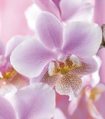 Gebruik slechts de helft van de hoeveelheid orchideeënvoeding die op de fles aangegeven staat. PHALAENOPSIS Verreweg het meest bekende type orchidee: de Phalaenopsis.