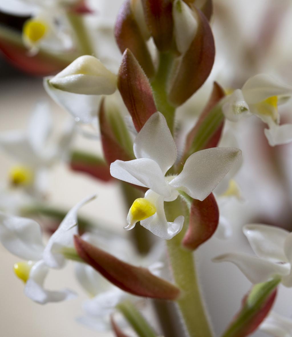 Geef de Zygopetalum daarom s zomers en s winters minimaal een tot twee keer per week water. UITZONDERLIJKE ORCHIDEEËN Soms kom je op je zoektocht naar orchideeën een bijzonder type tegen.