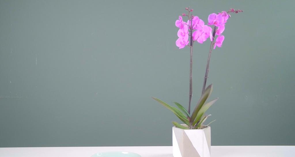 HOE GEEF IK MIJN ORCHIDEE WATER? Stap 1 en verreweg de belangrijkste stap van de verzorging van een orchidee: water geven.