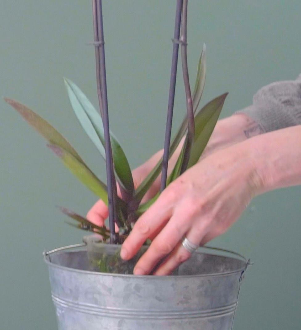 1. DOMPELEN Wanneer jouw orchidee nog in haar originele (plastic) binnenpot staat, dan kun je het beste de dompelmethode gebruiken.