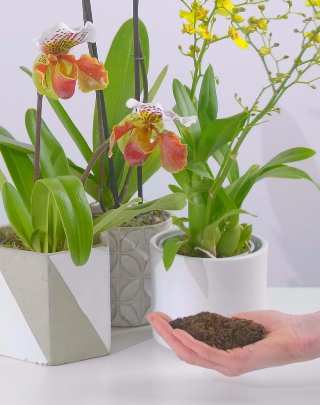 GEBRUIK SPECIALE ORCHIDEE POTGROND Als je een orchidee koopt, staat deze standaard al in het juiste type grond.