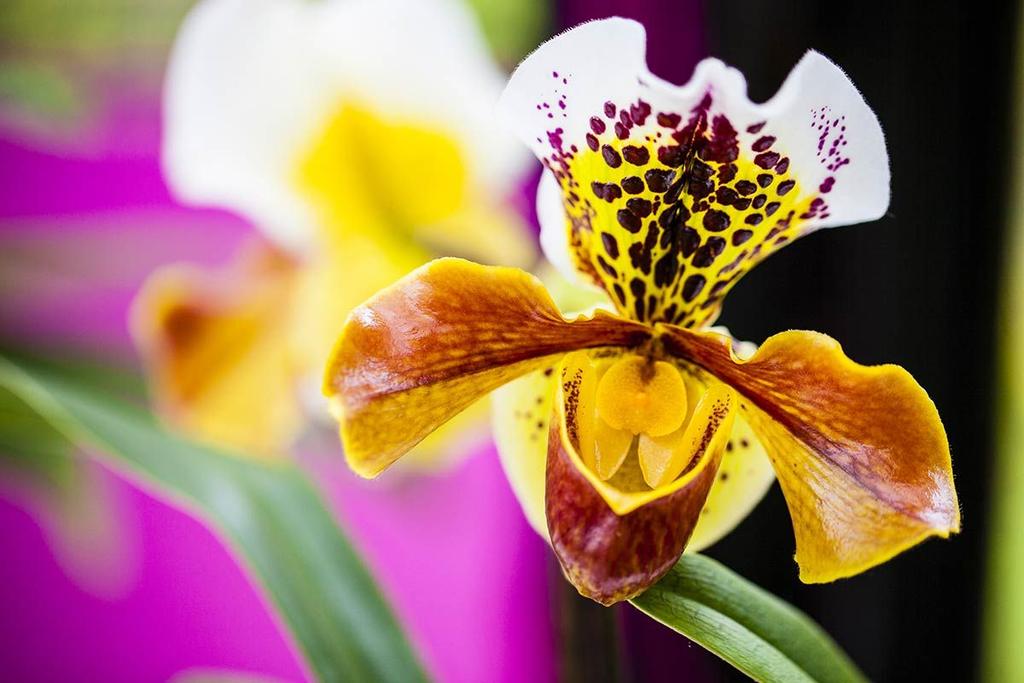 Orchideeën Gemaakt door Liam Hodgson Datum: 22 februari