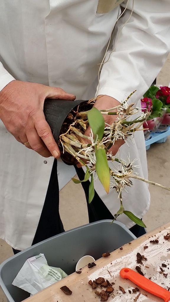 13 V: Wat voor werk moest je precies doen? A: In het Cantonspark stonden 5 kassen met tropische planten en orchideeën.