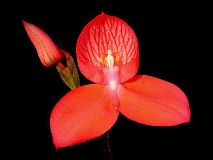 Toevallig hebben we net met naut geleerd over voortplanting bij planten. Hierdoor kon ik best makkelijk een verhaaltje maken over de bevruchting bij orchideeën.