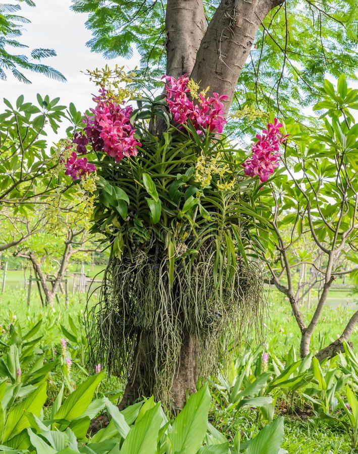 Dit betekent dat je de orchideeën niet mag plukken en meenemen in je koffer als je in bijvoorbeeld Zuid Amerika of Azië op vakantie bent.