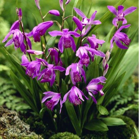 Ook zijn er orchideeën die gewoon op de grond in de aarde groeien. Deze orchideeën noem je Terrestrial.
