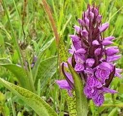 Voorbeeld van Terrestrials In Nederland groeien ook orchideeën in de natuur. Niet meer zoveel als vroeger.