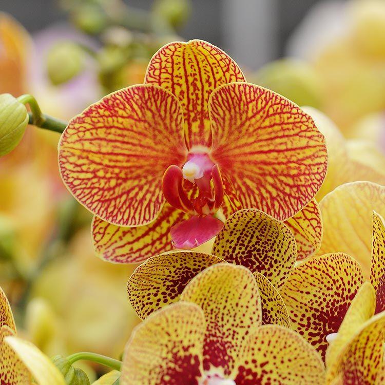 4 Soorten orchideeën Er zijn dus wel 25.000 soorten orchideeën.
