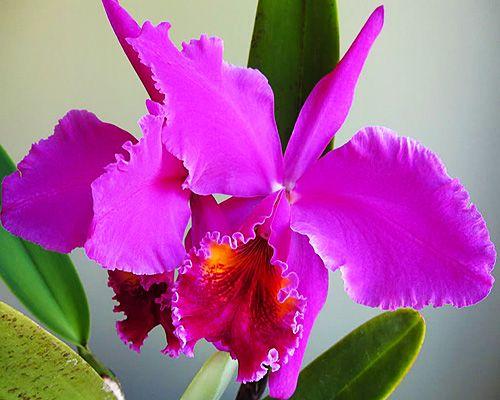 5 Cattleya Van deze orchidee bestaan er wel 60 typen. Net als veel orchideeën, groeit deze ook in de bomen. De Cattleya komt uit Centraal en Zuid Amerika.
