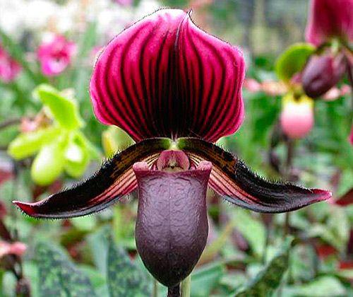 Paphiopedilum Dit spreek je uit als paf-io-pee-dilum. Het lijkt net of deze orchidee een schoentje heeft. Daarom wordt de Paphiopedilum ook wel Venusschoentje genoemd.