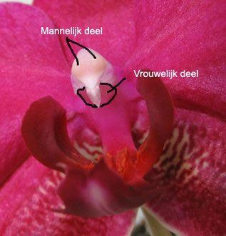 6 Van zaad tot op de vensterbank In Nederland zijn er orchideeënkwekers.