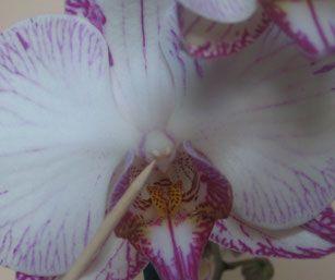 Het zaad van een orchidee is heel fijn en klein. Het lijkt net stof.