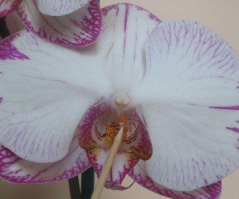 Bij de orchideeënkwekers gaat dit anders. Het stuifmeel is het mannelijke deel van de bloem. Het vrouwelijke deel heeft een kleine opening.