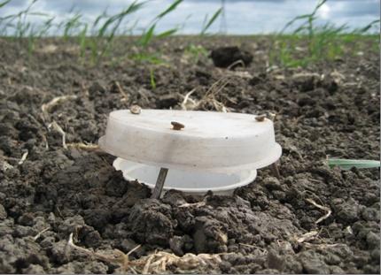 Voedsel voor akkervogels Door Marije Kuipers Vorige maand zijn we een onderzoek gestart naar insecten die voorkomen in akkerranden, met het doel meer te weten te komen over het voedselaanbod voor