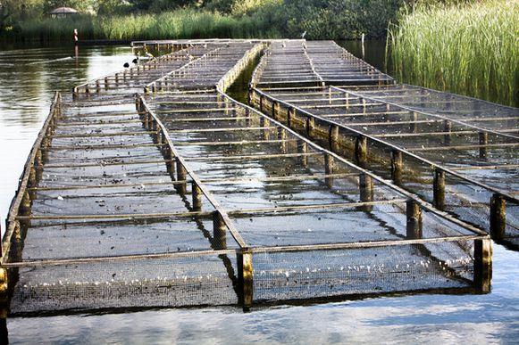 Het is een uniek project om waterplanten een kans te geven tot wasdom te komen. Jonge waterplanten zijn delicatessen voor sommige watervogels.