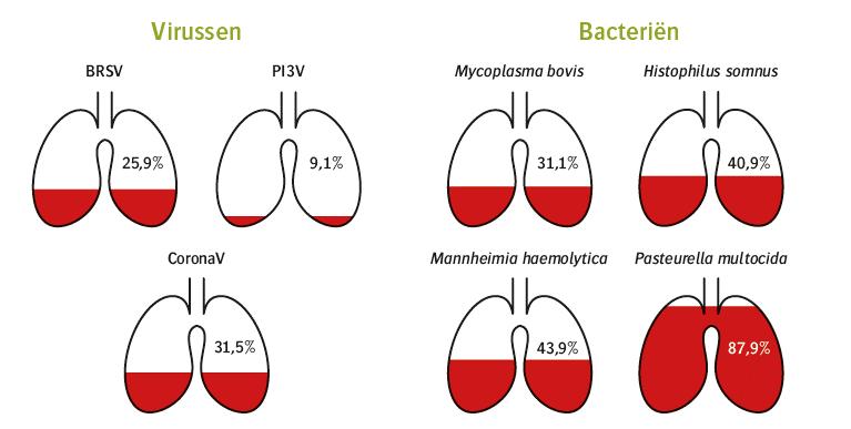 Bij de onderzochte virussen komen het coronavirus (31,5%) en het bovien respiratoir syncytieel virus (BRSV) (25,9%) het vaakst voor (Figuur 2).