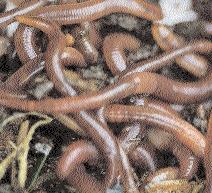 Dat is de veel steviger bruingrijze worm die gangen graaft in de bodem. Regenwormen houden niet van zuivere compost. Als je ze erin brengt, zoeken ze onmiddellijk de kortste weg naar buiten. 6. 7. 8.
