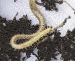 Dit in tegenstelling tot de dauw- of regenworm (Lumbricus terrestris) die als diepgraver zelden of nooit in de composthoop voorkomt.