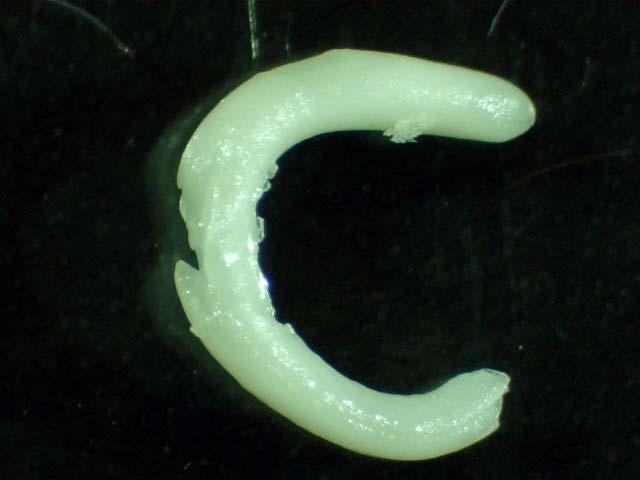 Figuur : Voorbeeld van een embryo geprepareerd uit een paprika zaadje dag na kieming Vanaf dag tot