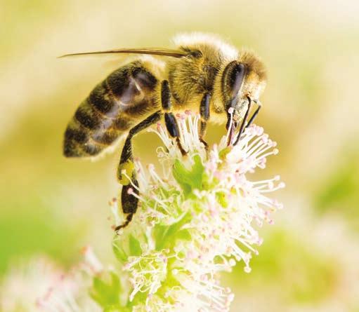 Ward is bio-ingenieur en zelf imker: de juiste man op de juiste plaats dus om de bijenbevolking te helpen aansterken. We starten aan het Toreken in Hulshout met de inhuldiging van een bijenhotel.