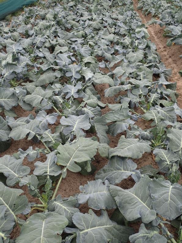 Rassenproef broccoli zomer biologische teelt 2017: Stresstest voor vroege rassen Karel Dewaele, Lieven Delanote, Johan Rapol Het zeer droge seizoen 2017 werd een echte stresstest voor de rassen in