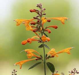 Borago officinalis Look & Taste. Eetbare bloemen. Biologisch geteeld.