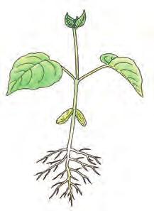 opdracht 19 Beantwoord de volgende vragen. 1 Welk deel van een bruine boon kan uitgroeien tot een nieuwe plant? De kiem kan uitgroeien tot een nieuwe plant.